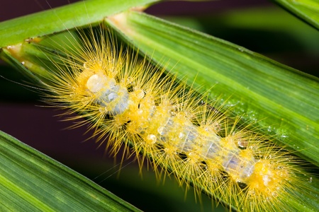 Caterpillar kind of insects