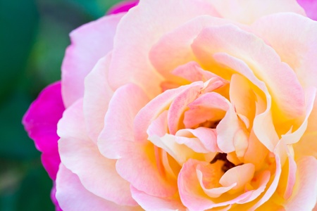 Closeup pink roseの写真素材