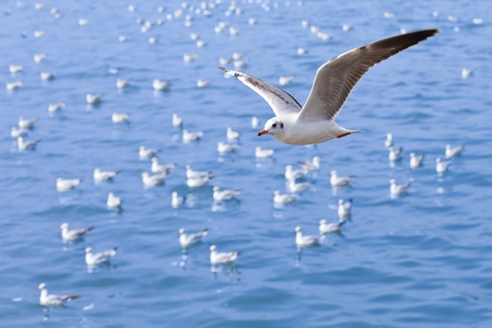 The sea gull which flies in the airの写真素材
