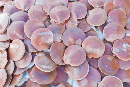 scallop shell