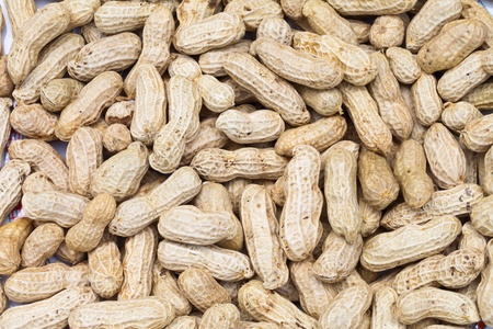 Closeup boiled thai beanの写真素材