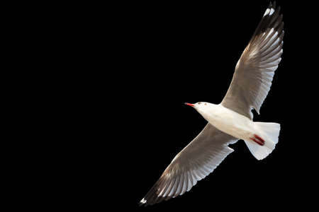Flying Seagull isolated on black の写真素材