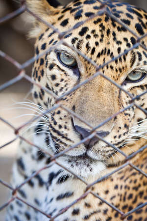 Leopardの写真素材