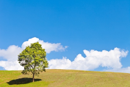 Field,tree and blue skyの写真素材