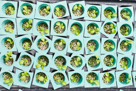 Nontoxic vegetable gardenの写真素材