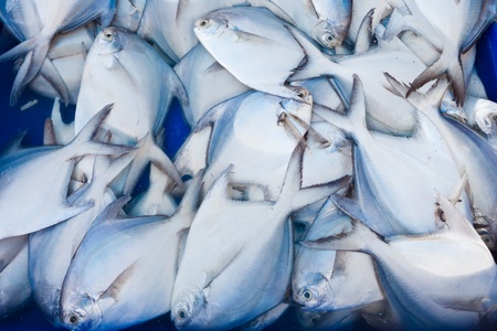 Fresh fish at the marketの写真素材