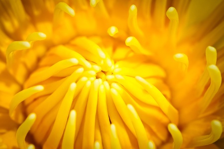 Closeup yellow pollen of lotus flowerの写真素材