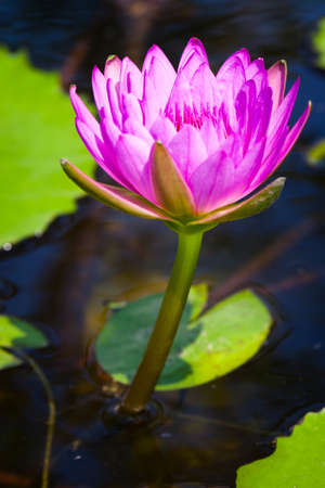 Pink Lotusの写真素材