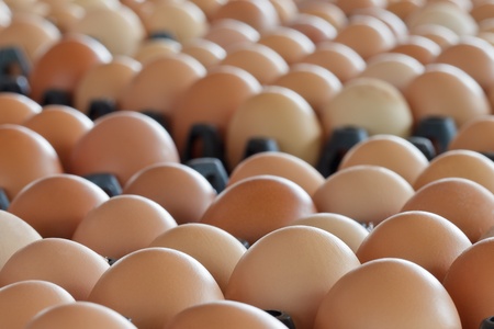 Close up of eggs in container board