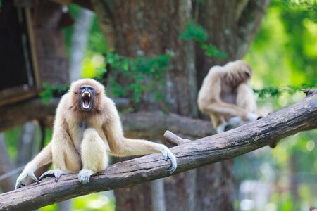 White hand gibbonの写真素材