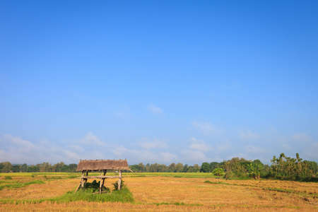 Paddy field in countrysideの写真素材