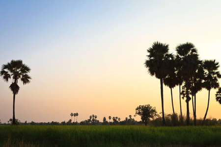 Rice fields with trees in eveningの写真素材