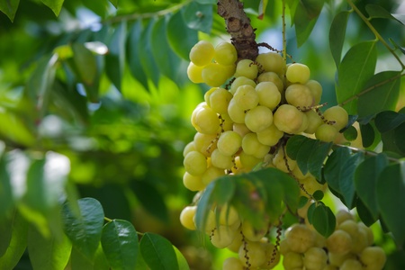 Star Gooseberry On Tree