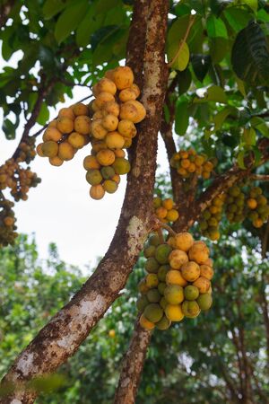 Longkong fruit on treeの写真素材