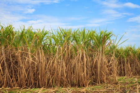 Sugar cane field in blue skyの写真素材