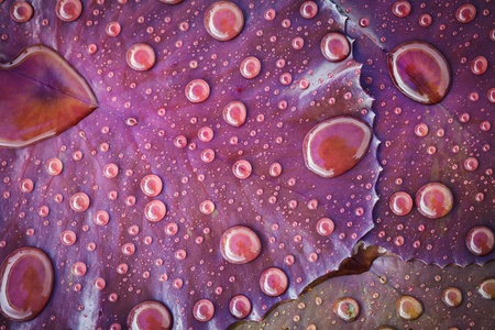 Water drops on lotus leafの写真素材