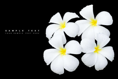 White Frangipani flower with water drops, Isolated on black backgroundの写真素材