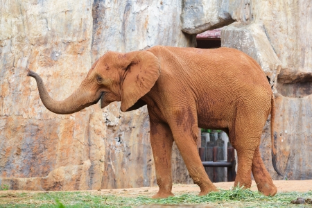 Red Couple African elephant