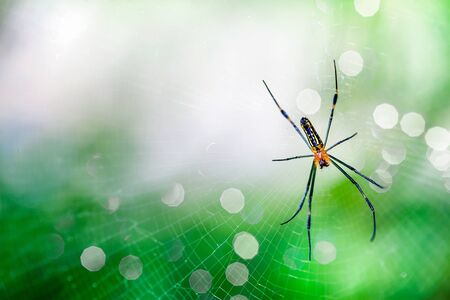 Closeup Spider on the webの写真素材