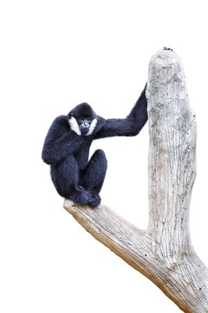 Hoolock gibbonの写真素材