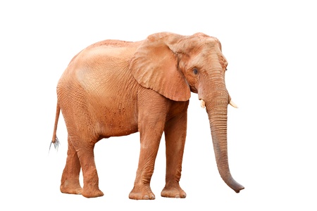 African elephant, Isolated over white の写真素材