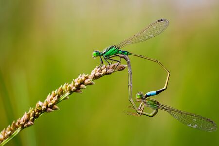 Common Blue Damselflies perched on a leaf breedingの写真素材