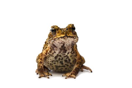 Closeup Toad, Isolated on white backgroundの写真素材