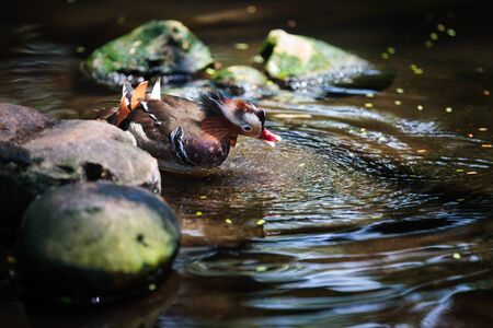 Closeup colorful mandarin duckの写真素材