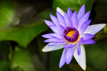 A Purple Lotus in poolの写真素材