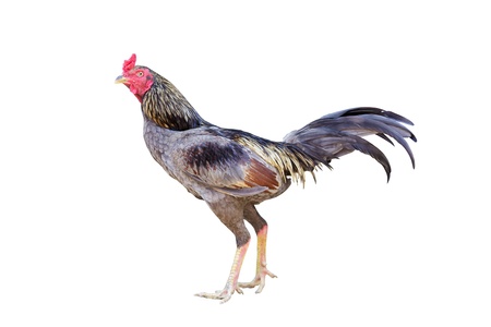 Chicken isolated on white with clipping pathの写真素材