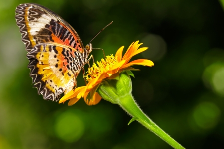 Closeup Butterfly on Flower   The Malay Lacewing の写真素材