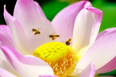 Bee with pink lotus in the pondの写真素材