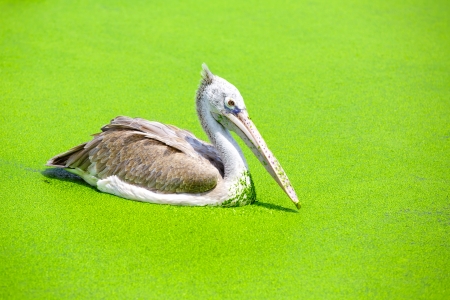 Closeup spot billed pelican in a swampの写真素材