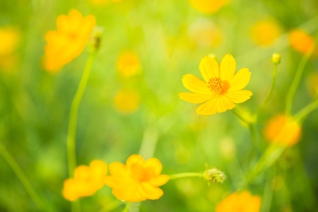 Cosmos flowers background