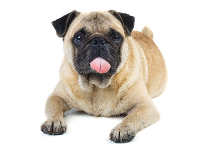 パグの写真素材 イラスト素材 ストックフォトのamanaimages Plus