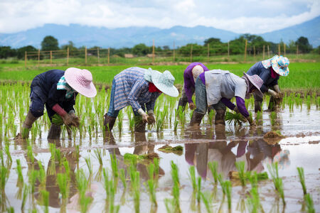 Asian farmers working on rice filedの写真素材