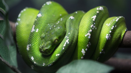 Green tree python snake on a branch with green leaves, Closeup to the eyeの写真素材