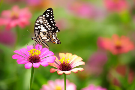 Closeup butterfly on flower (Common tiger butterfly)の写真素材