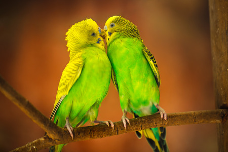 Budgerigar birdsの写真素材