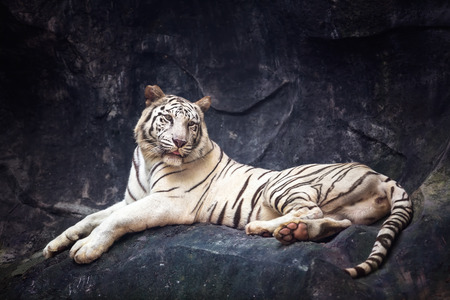 White tiger laying on a rockの写真素材