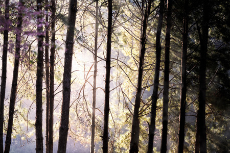 Runlight with green forest