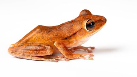 Cloeeup species of a small green frog, Isolated over whiteの写真素材
