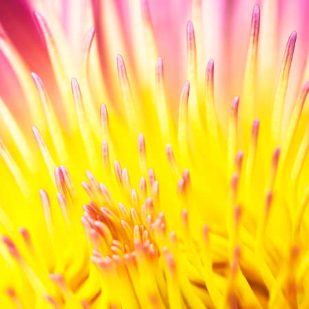 Closeup lostus pollenの写真素材