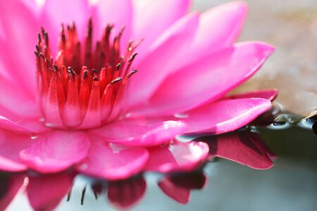 Closeup beautiful Pink Lotus in pondの写真素材