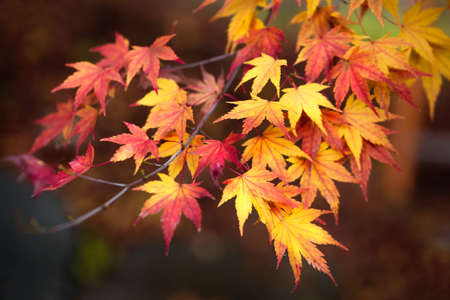 Autumn maple leaves background