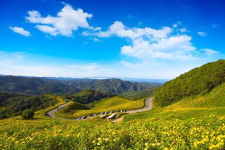 The road to the field of yellow Mexican Sunflower Weed on the mountain,Mae Hong Son...