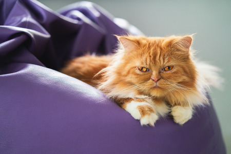 Persian cat on the bean bagの写真素材