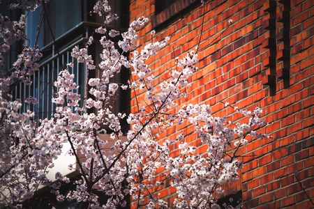 Closeup cherry blossoms and templeの写真素材