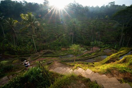 The sun rises over the green fields of the Tegalalang rice terraces in the heart of Bali, Indonesia.の写真素材