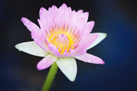 Pink water lily or lotus flower in pondの写真素材